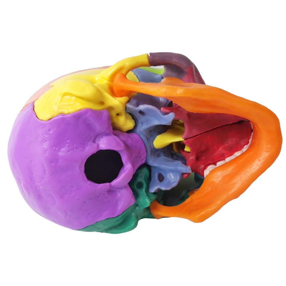 EVOTECH SCIENTIFIC 15-Part Mini Skull Model — Palm-Sized Anatomy Puzzle