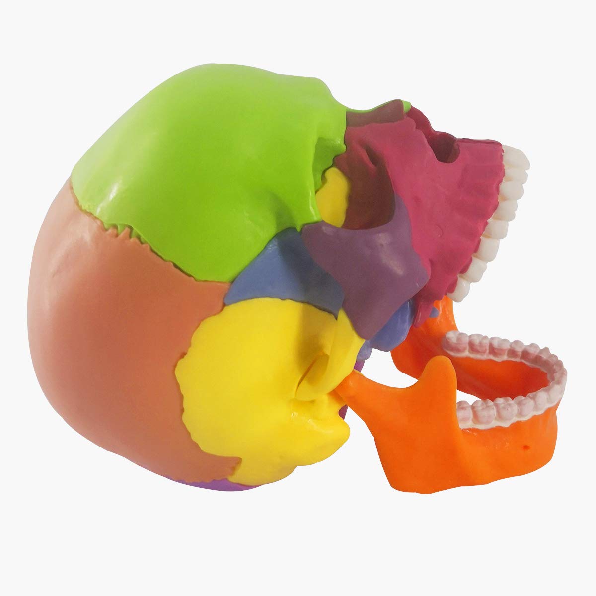 EVOTECH SCIENTIFIC 15-Part Mini Skull Model — Palm-Sized Anatomy Puzzle