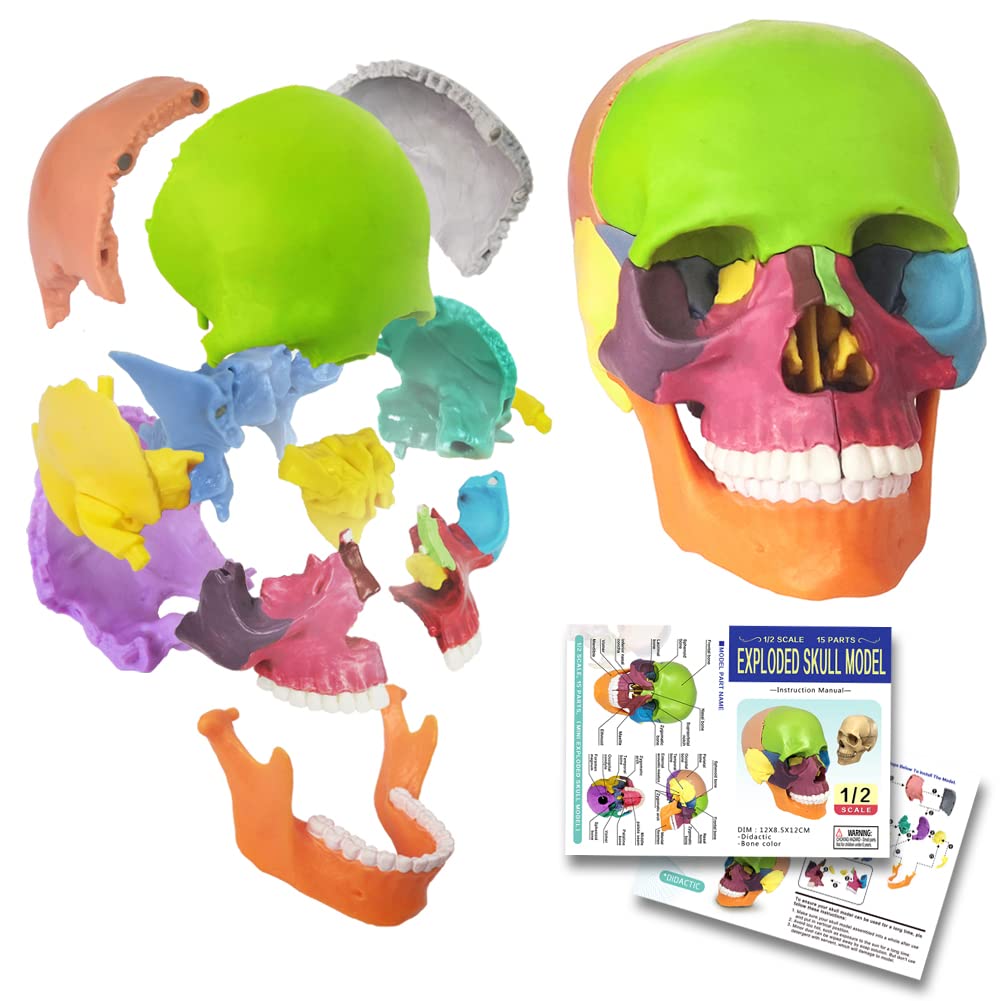 EVOTECH SCIENTIFIC 15-Part Mini Skull Model — Palm-Sized Anatomy Puzzle