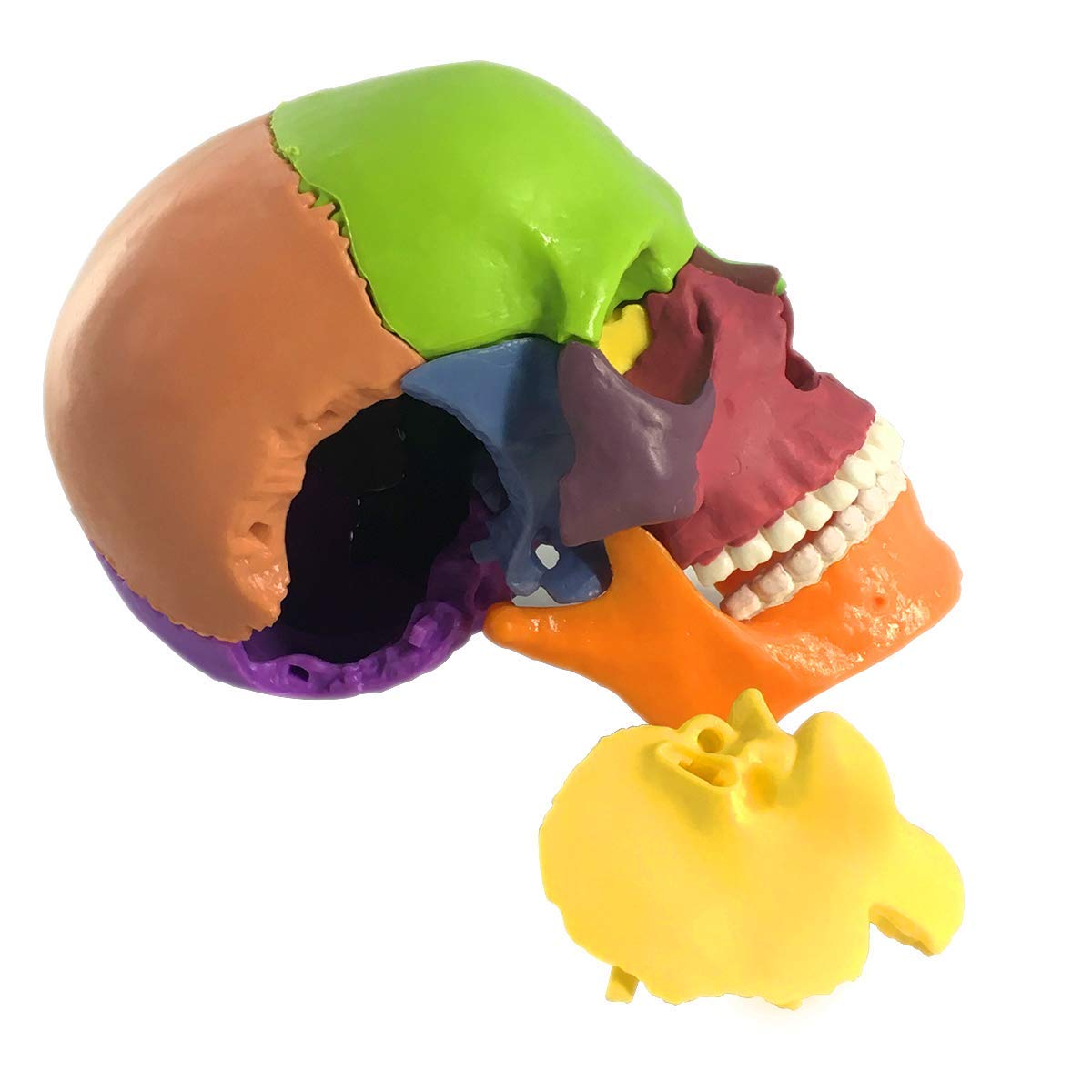 EVOTECH SCIENTIFIC 15-Part Mini Skull Model — Palm-Sized Anatomy Puzzle