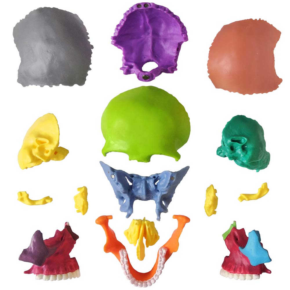 EVOTECH SCIENTIFIC 15-Part Mini Skull Model — Palm-Sized Anatomy Puzzle