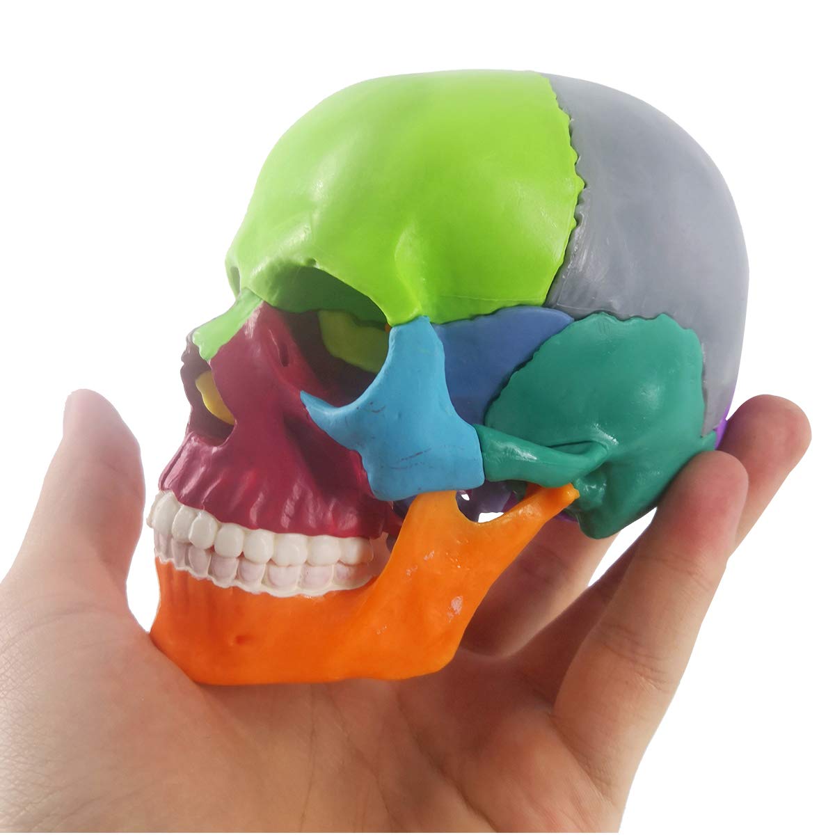 EVOTECH SCIENTIFIC 15-Part Mini Skull Model — Palm-Sized Anatomy Puzzle