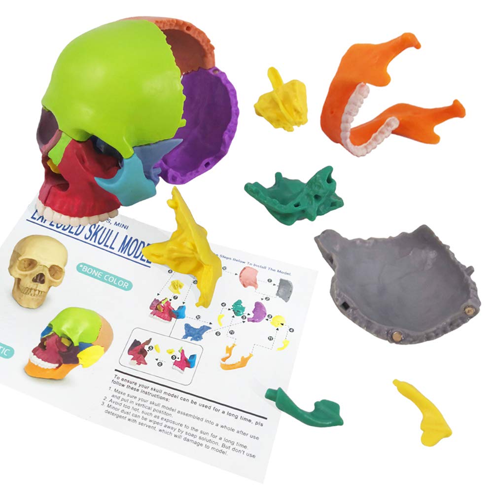 EVOTECH SCIENTIFIC 15-Part Mini Skull Model — Palm-Sized Anatomy Puzzle