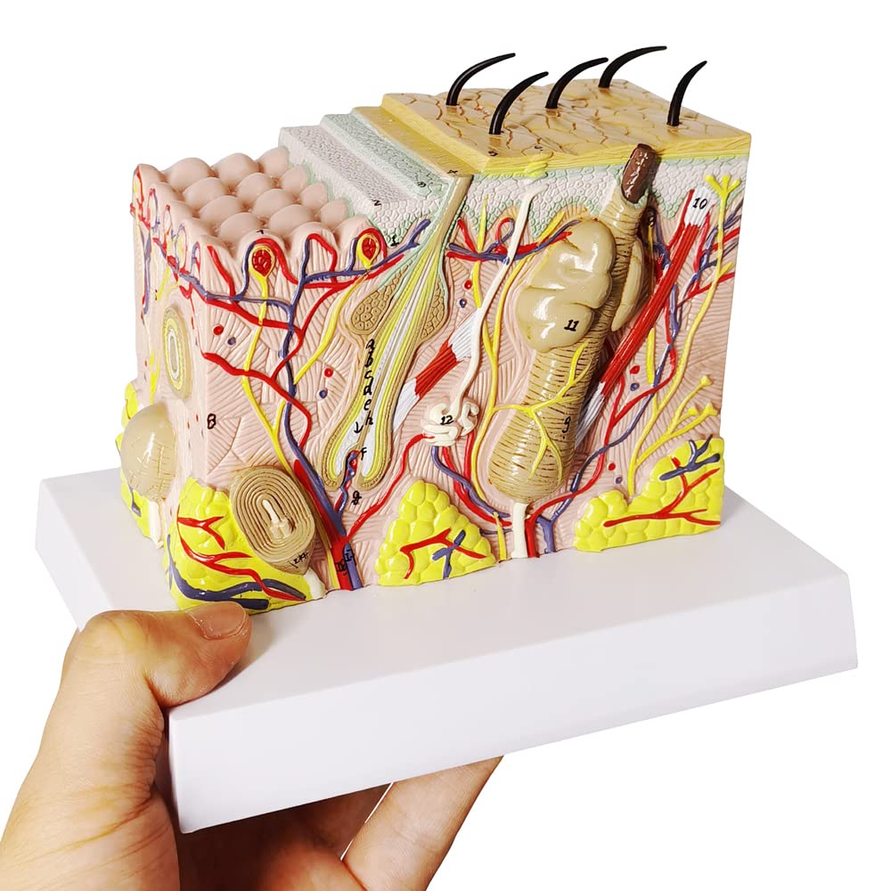 EVOTECH SCIENTIFIC Skin Anatomical Model – 35X Enlarged Skin Layer Structure with Hair