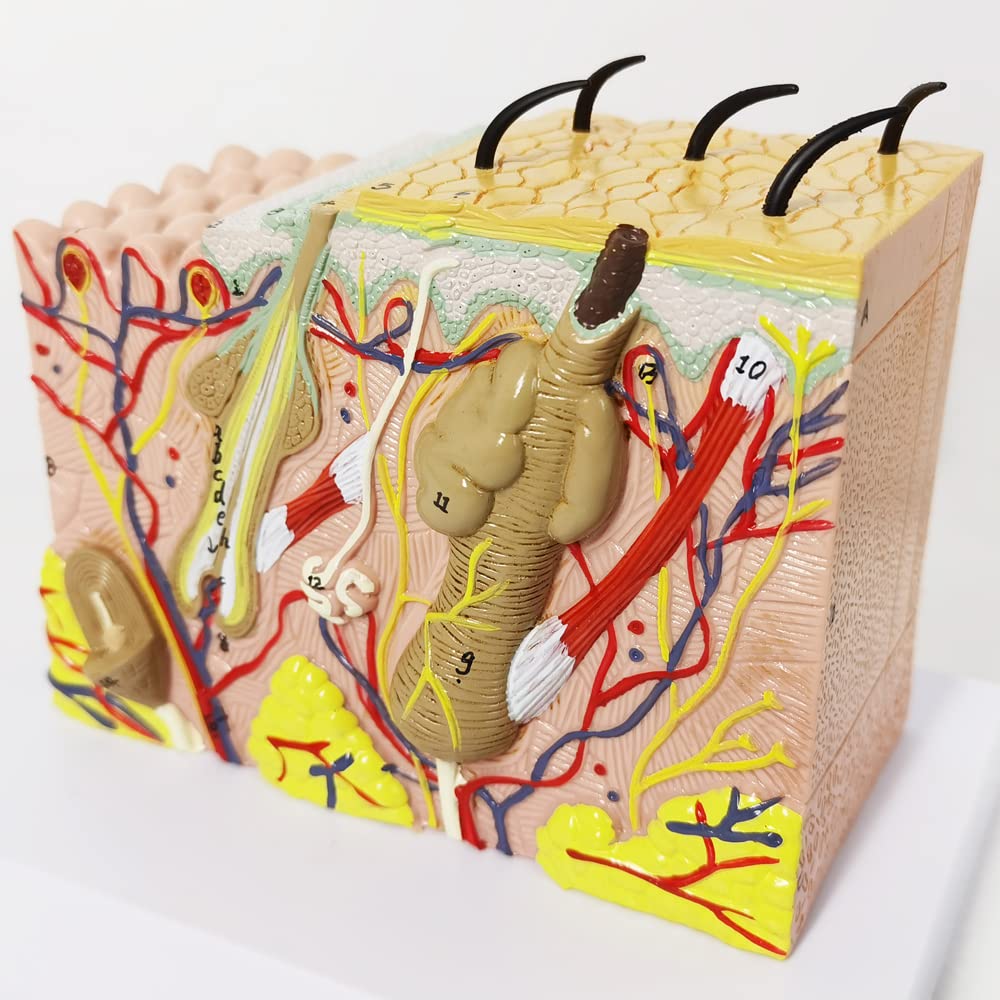 EVOTECH SCIENTIFIC Skin Anatomical Model – 35X Enlarged Skin Layer Structure with Hair