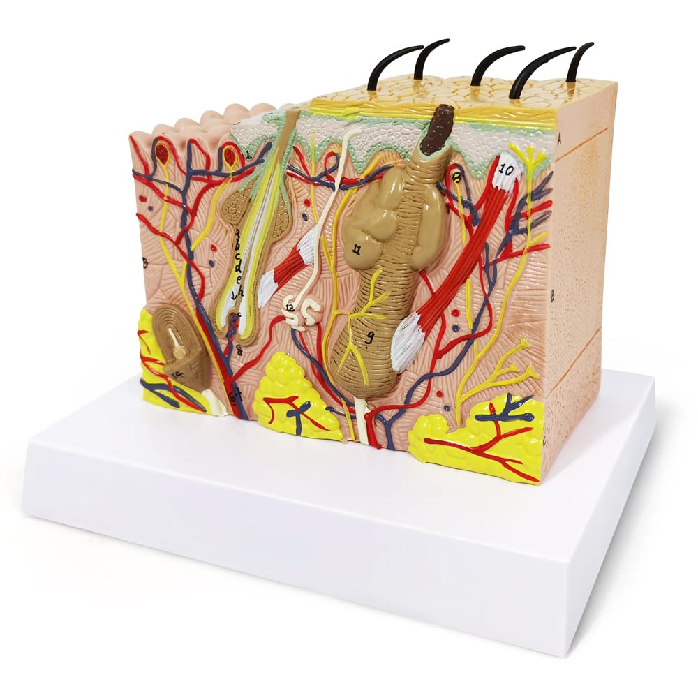 EVOTECH SCIENTIFIC Skin Anatomical Model – 35X Enlarged Skin Layer Structure with Hair
