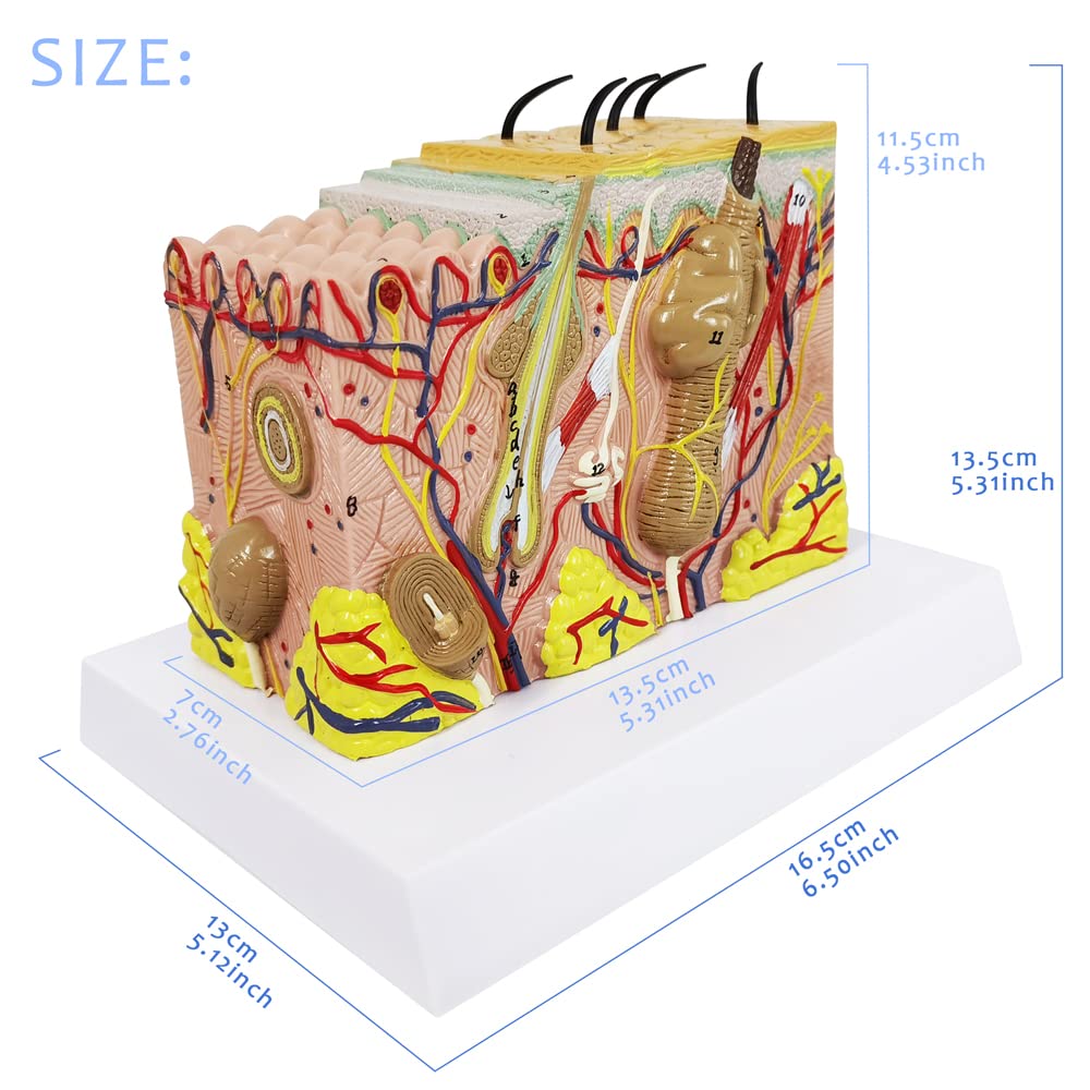 EVOTECH SCIENTIFIC Skin Anatomical Model – 35X Enlarged Skin Layer Structure with Hair