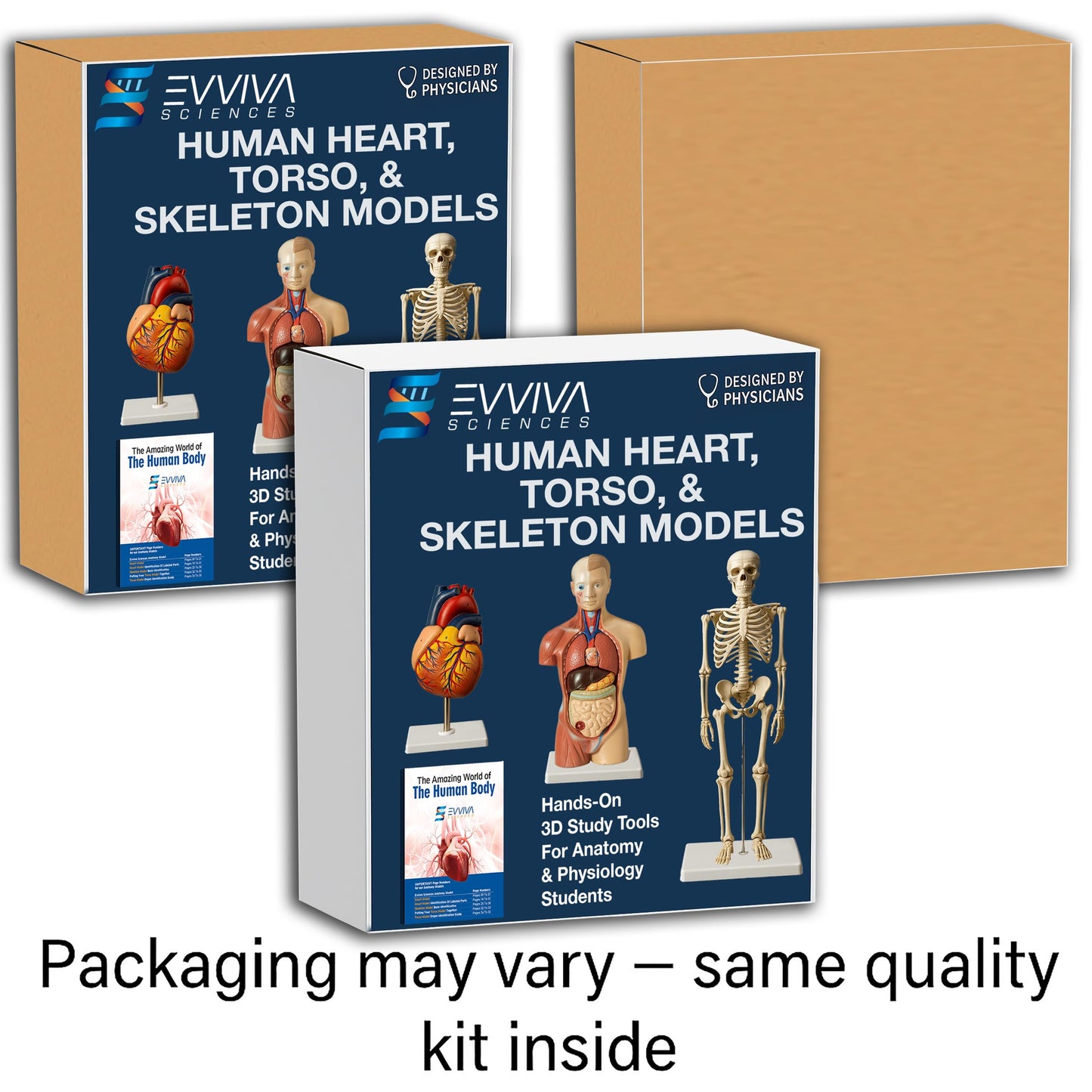 Evviva Sciences 3D Anatomy Models — Heart, Torso & Skeleton with 52-Page Guide Booklet