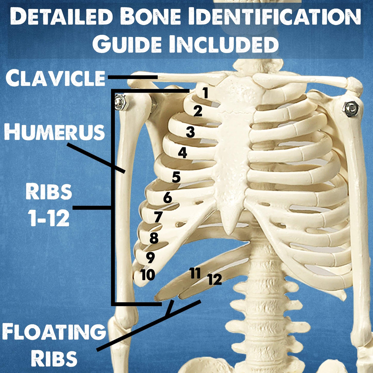 Evviva Sciences 3D Anatomy Models — Heart, Torso & Skeleton with 52-Page Guide Booklet