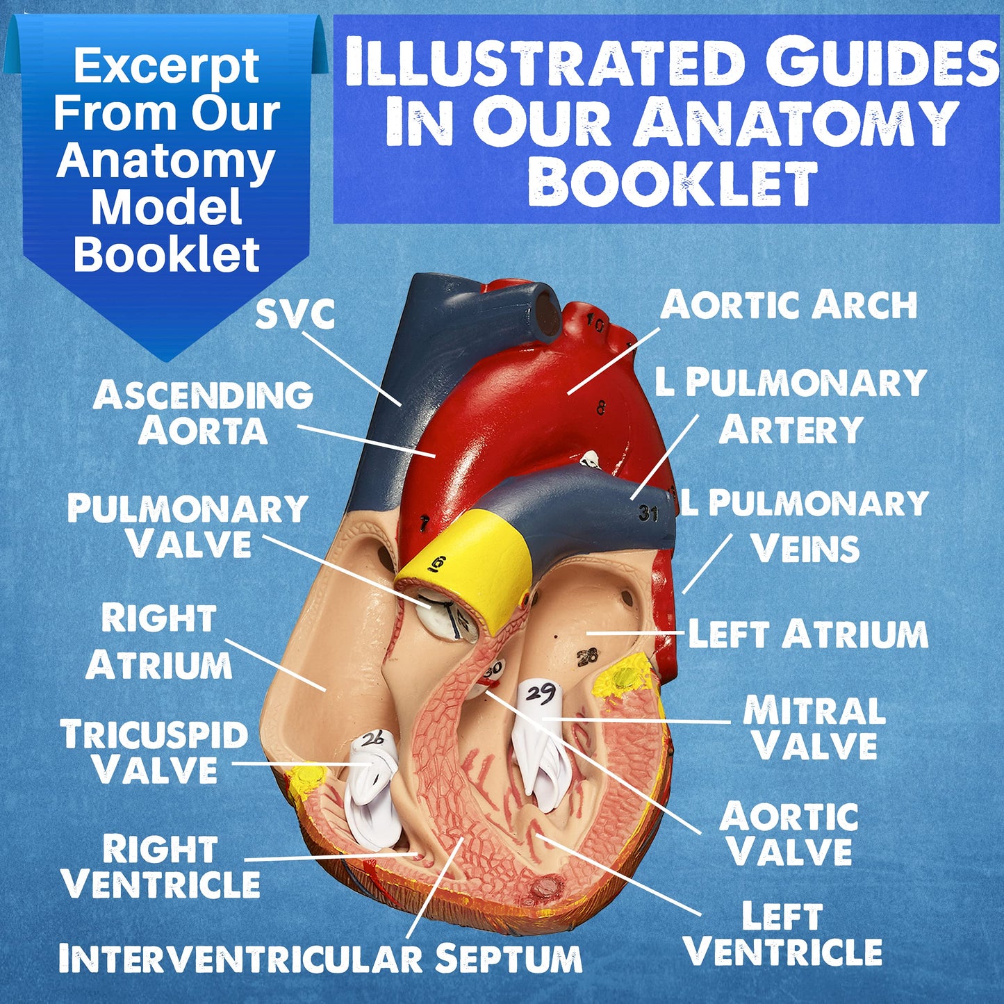 Evviva Sciences 3D Anatomy Models — Heart, Torso & Skeleton with 52-Page Guide Booklet