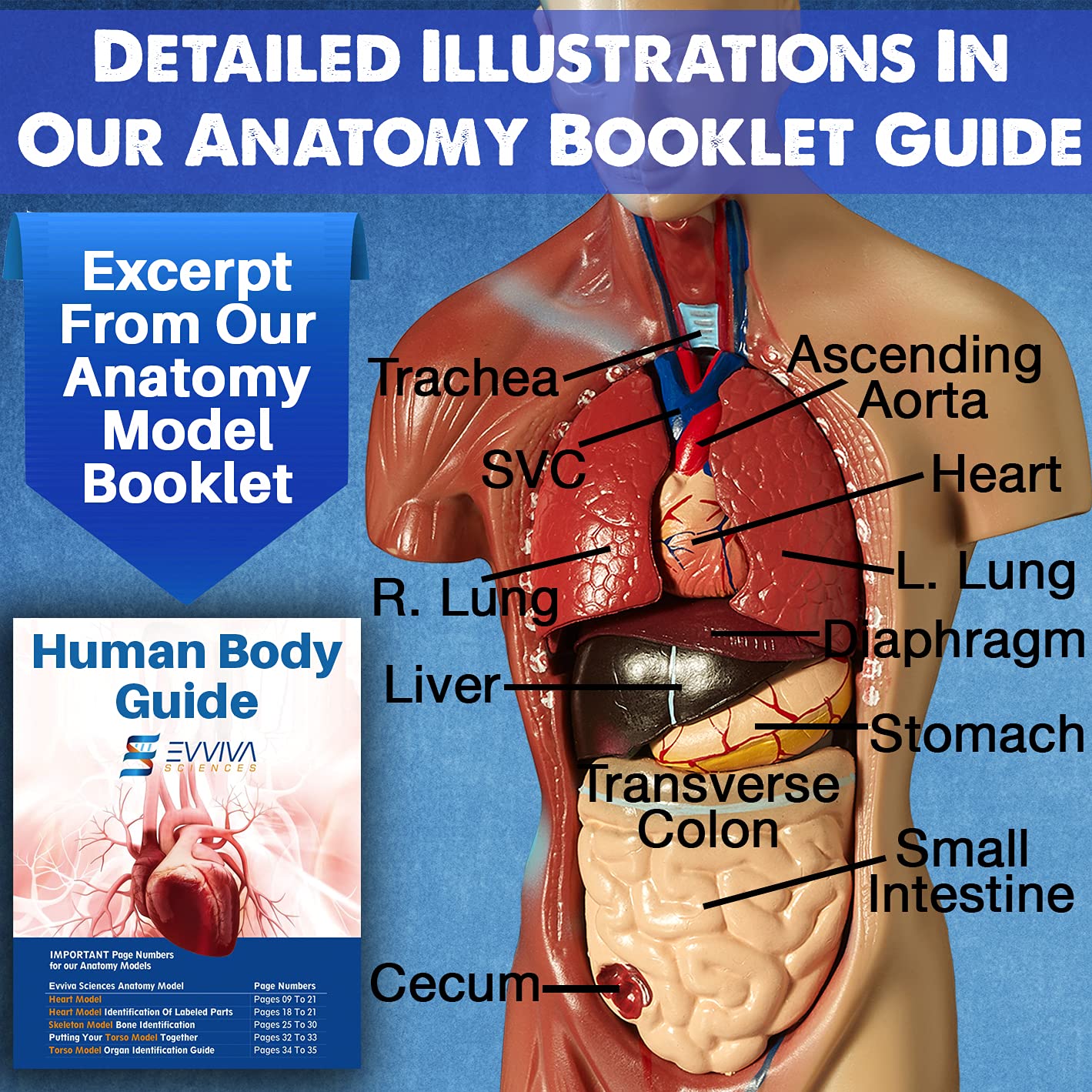 Evviva Sciences 3D Anatomy Models — Heart, Torso & Skeleton with 52-Page Guide Booklet