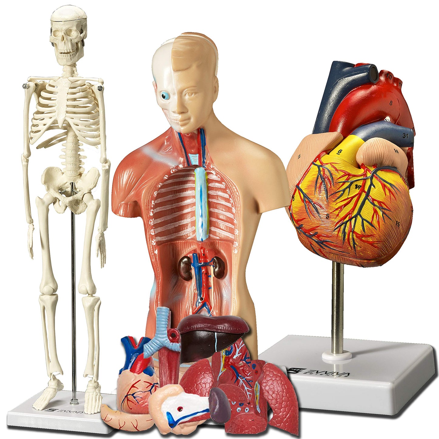Evviva Sciences 3D Anatomy Models — Heart, Torso & Skeleton with 52-Page Guide Booklet