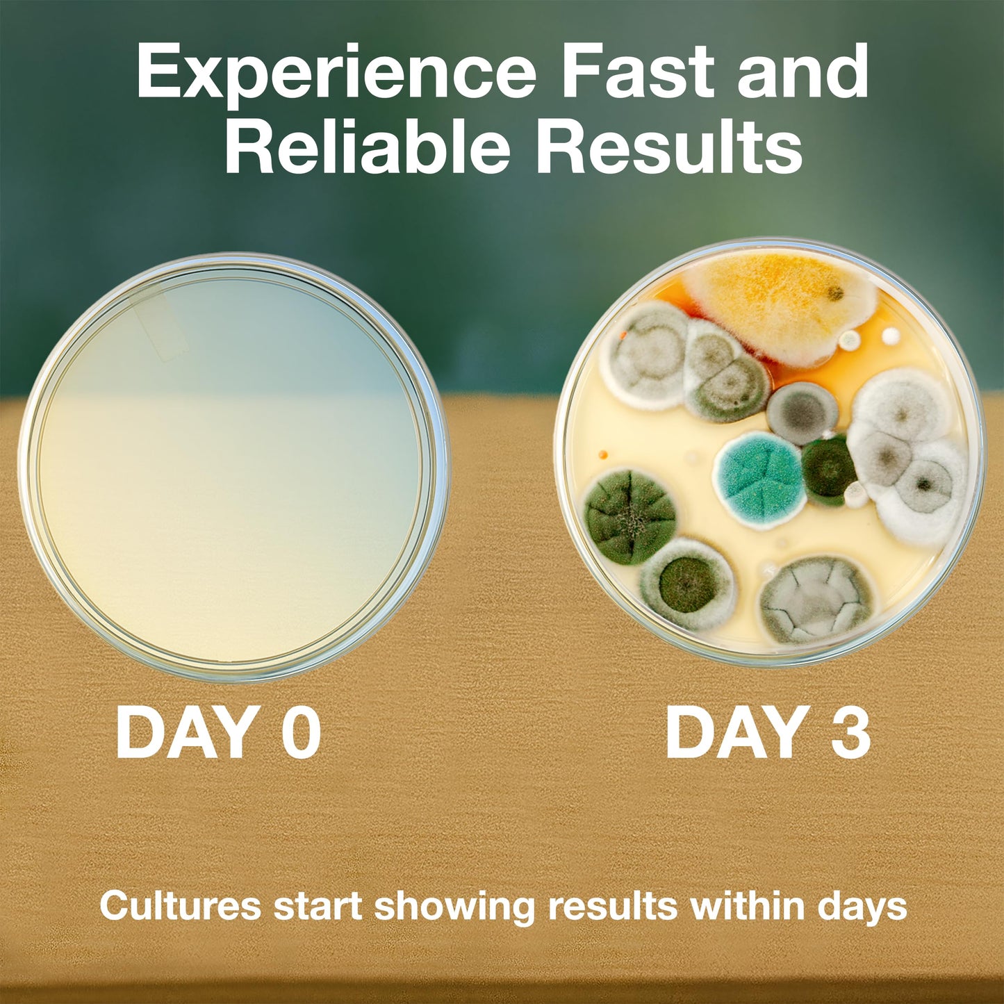 Evviva Sciences Microbiology Kit – Pre-Poured Agar Plates & Educational eBook
