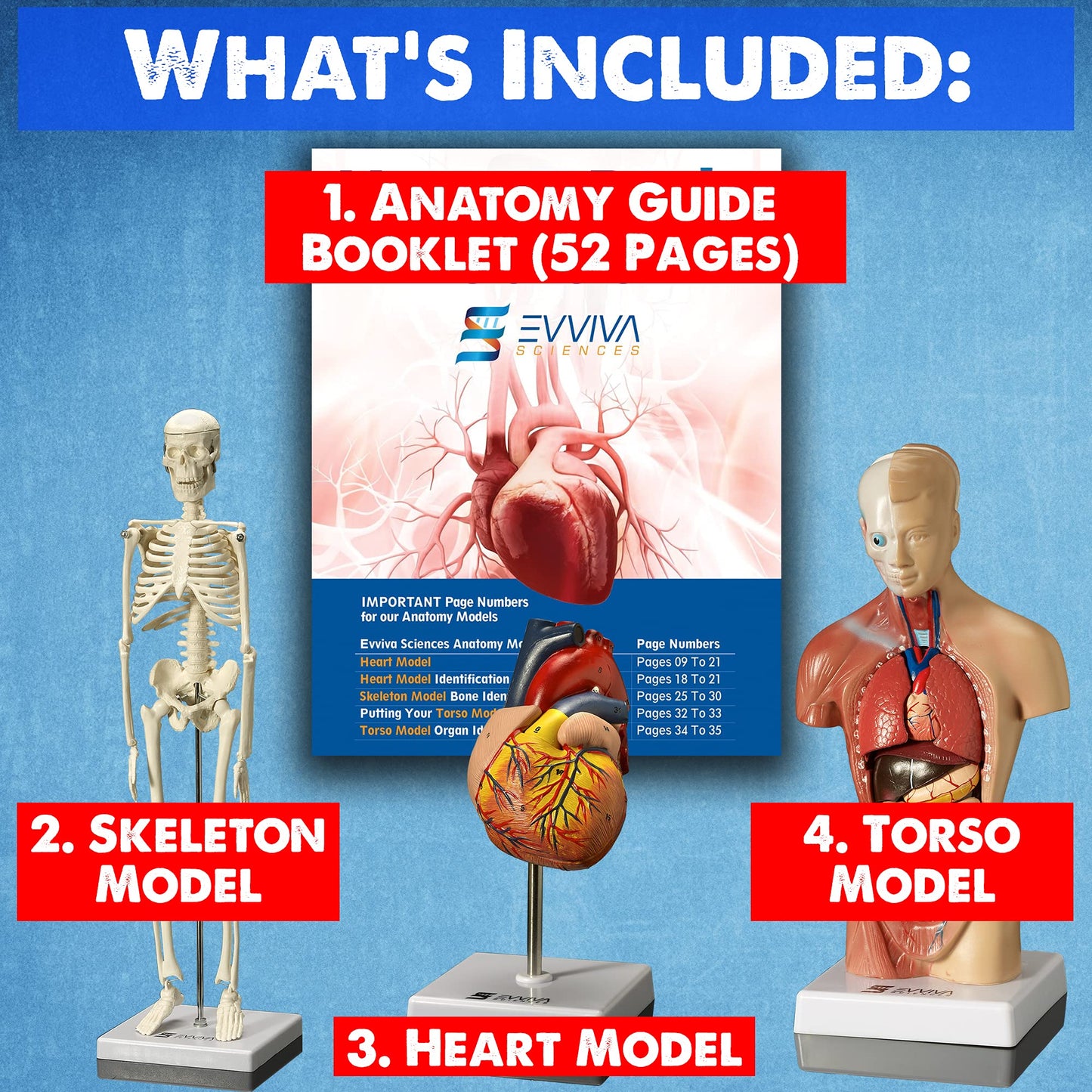 Evviva Sciences 3D Anatomy Models — Heart, Torso & Skeleton with 52-Page Guide Booklet
