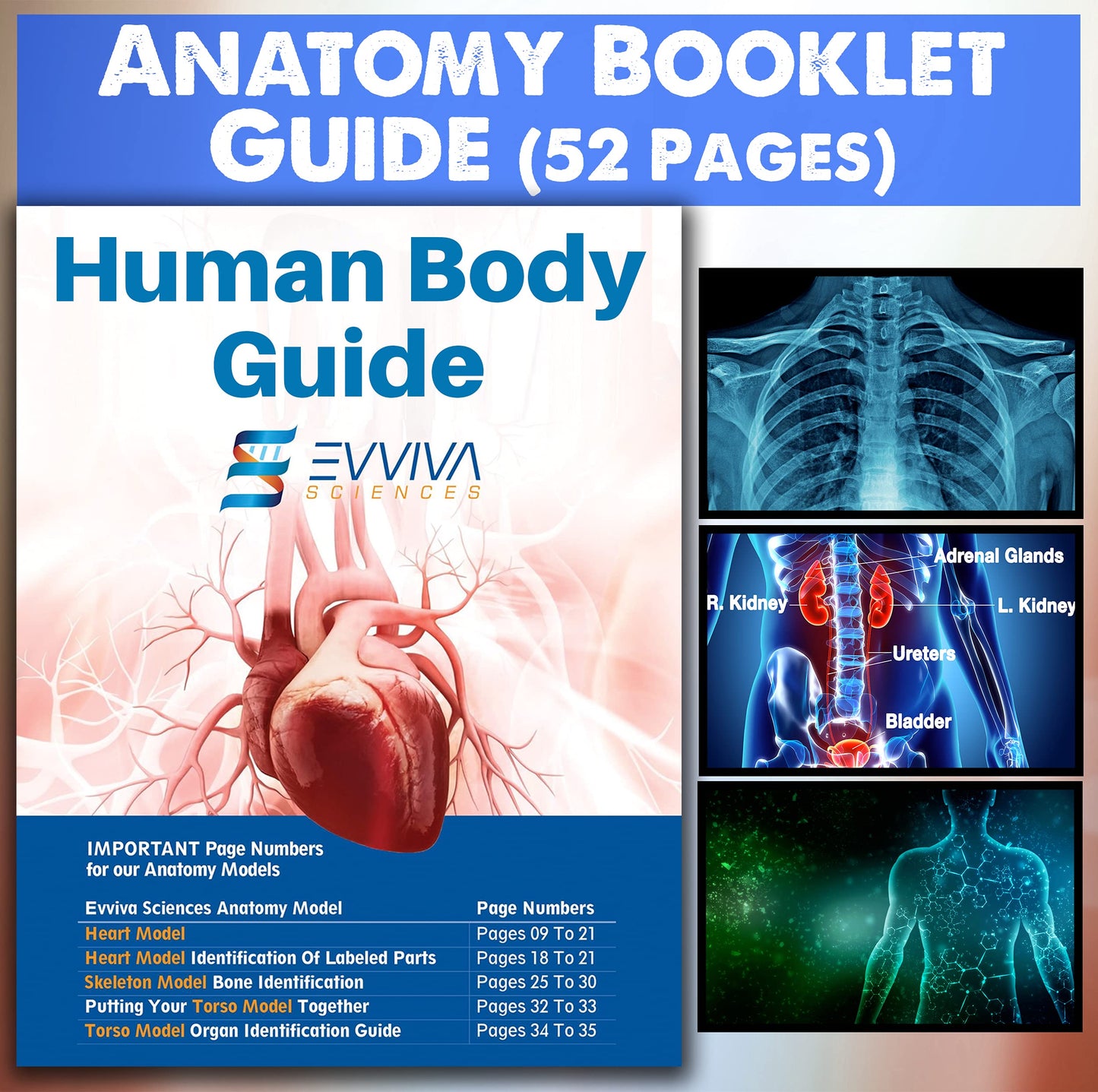 Evviva Sciences 3D Anatomy Models — Heart, Torso & Skeleton with 52-Page Guide Booklet