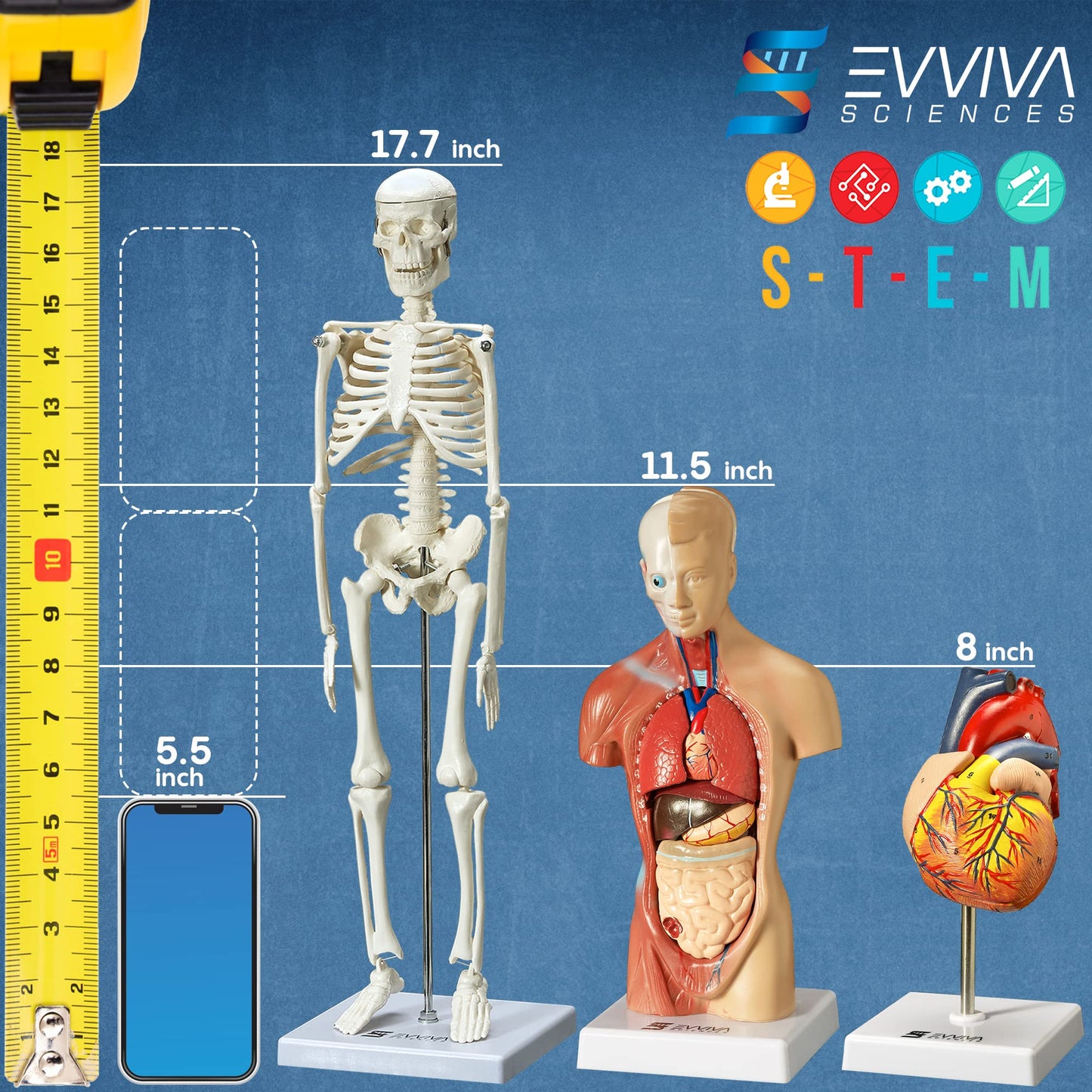 Evviva Sciences 3D Anatomy Models — Heart, Torso & Skeleton with 52-Page Guide Booklet