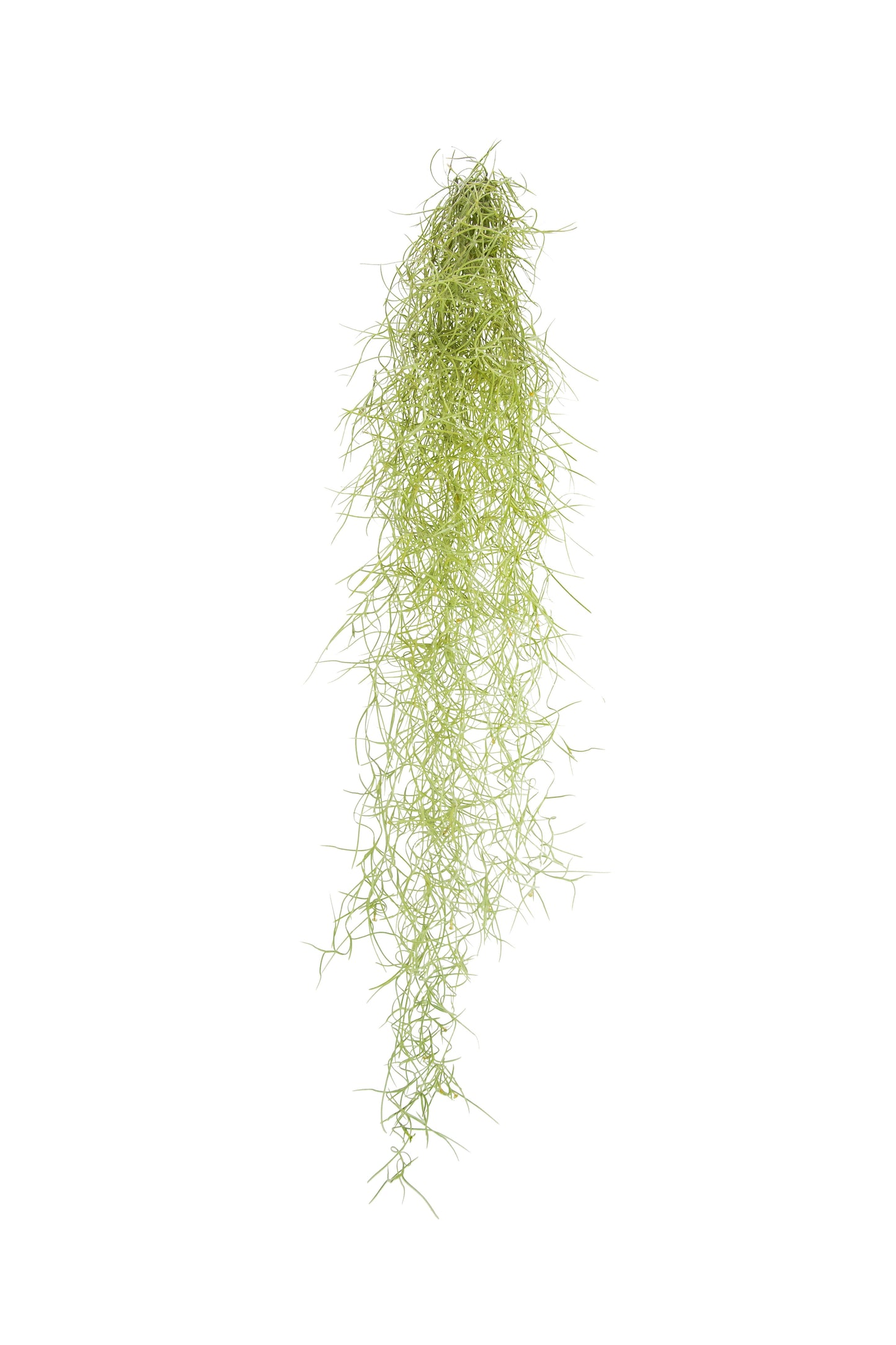 Tillandsia Usneoidus