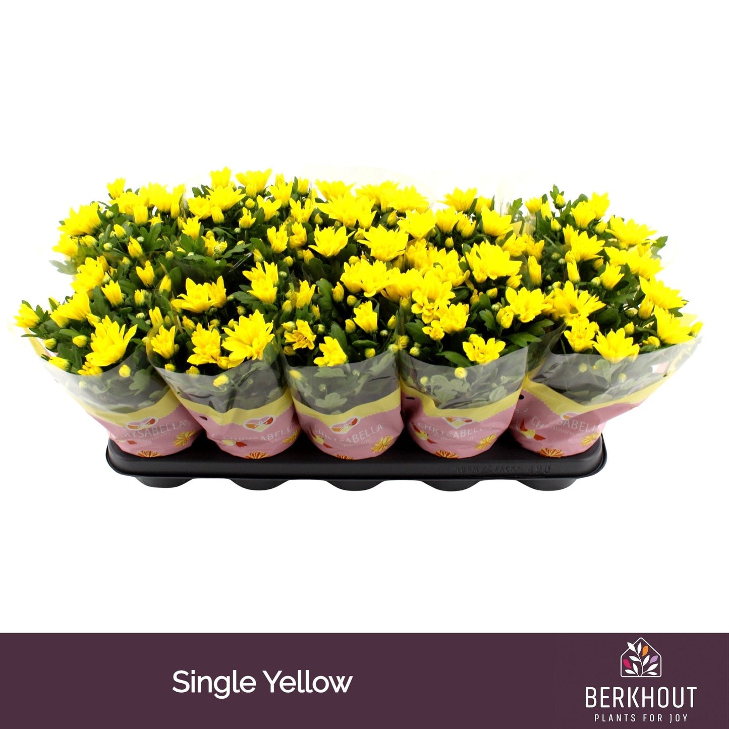 Chrysanthemum Yellow Heat