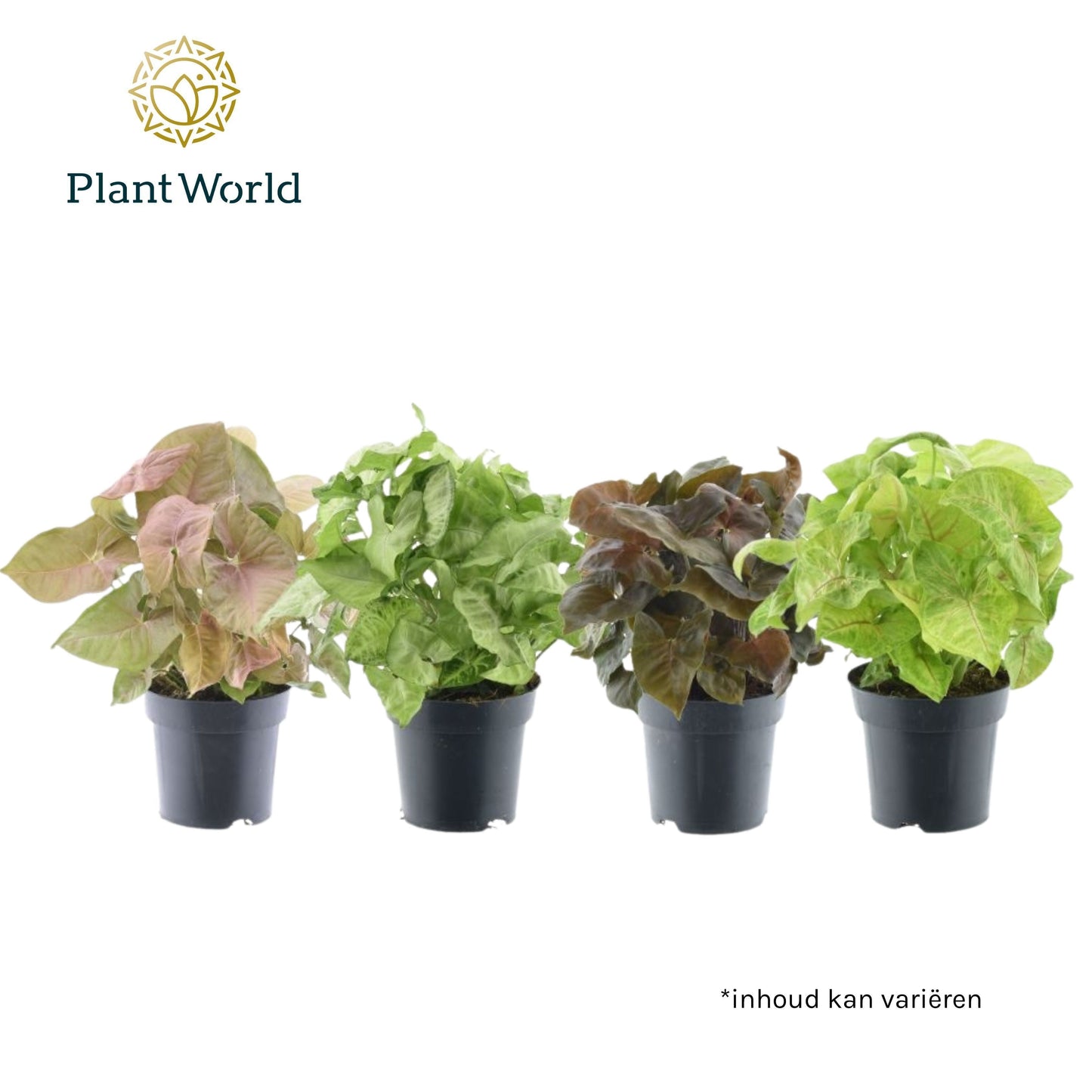 Syngonium Gemengd Feel Green