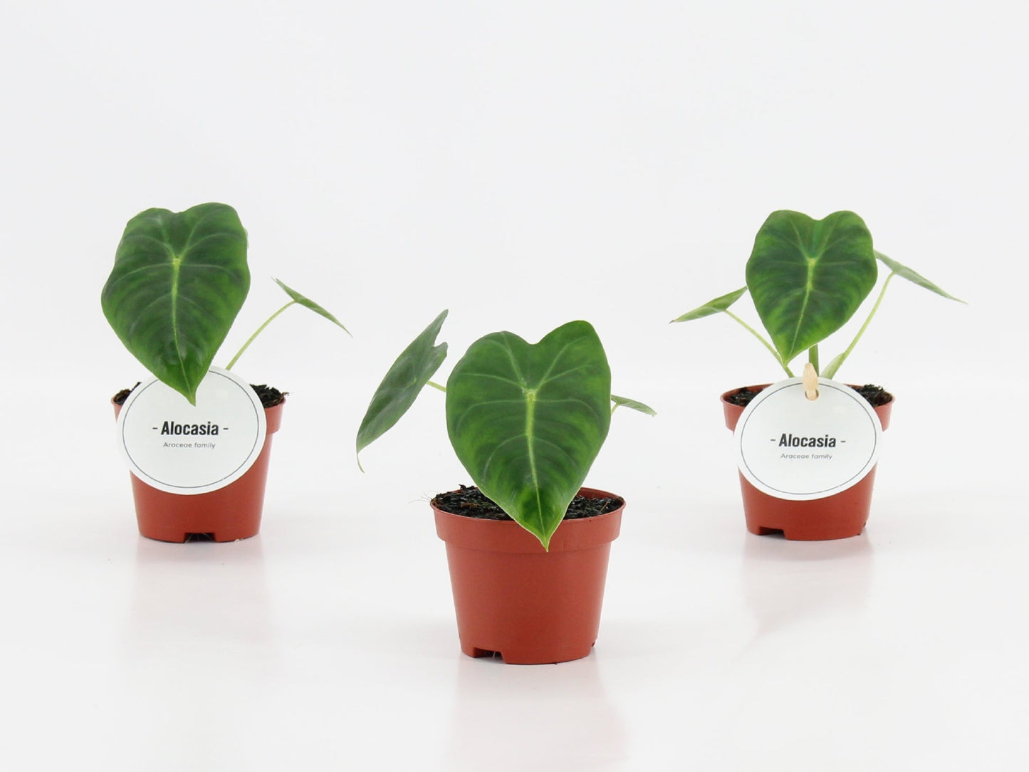 Alocasia Frydek