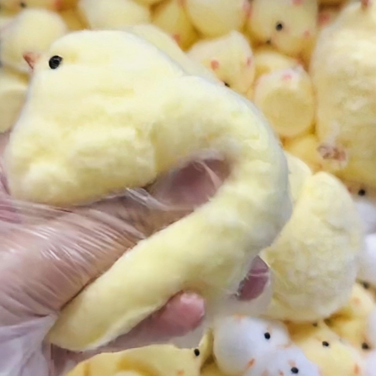 FauKait Handmade Chick Squeeze Toy - Ultra-Soft Silicone Fidget for Stress Relief (1pc)