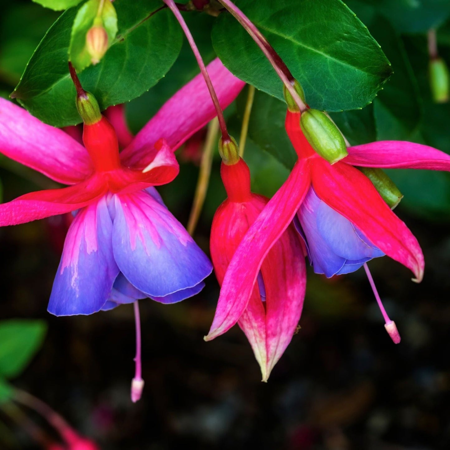 Hardy Fuchsia 'Genii' 9cm shrub flower