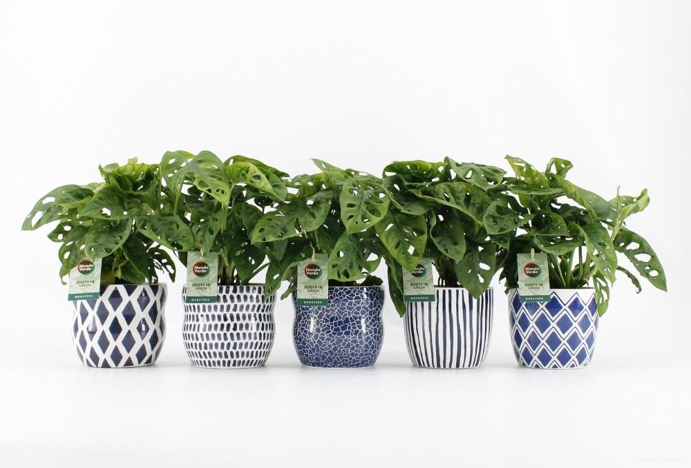 Monstera Adansonii Keramiek Delft Blue