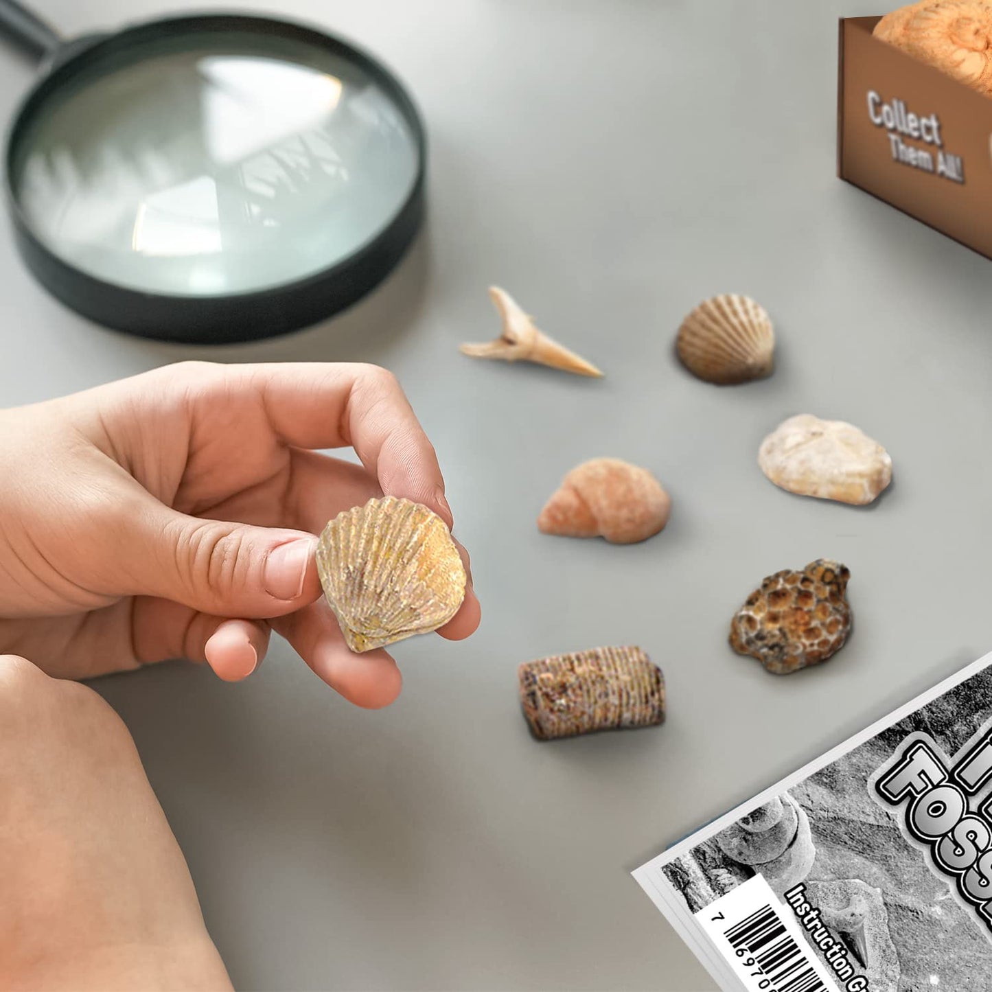 Gamerside Fossil Dig Kit by Byncceh — Educational STEM Toy for Kids 6+ | 12 Real Fossils