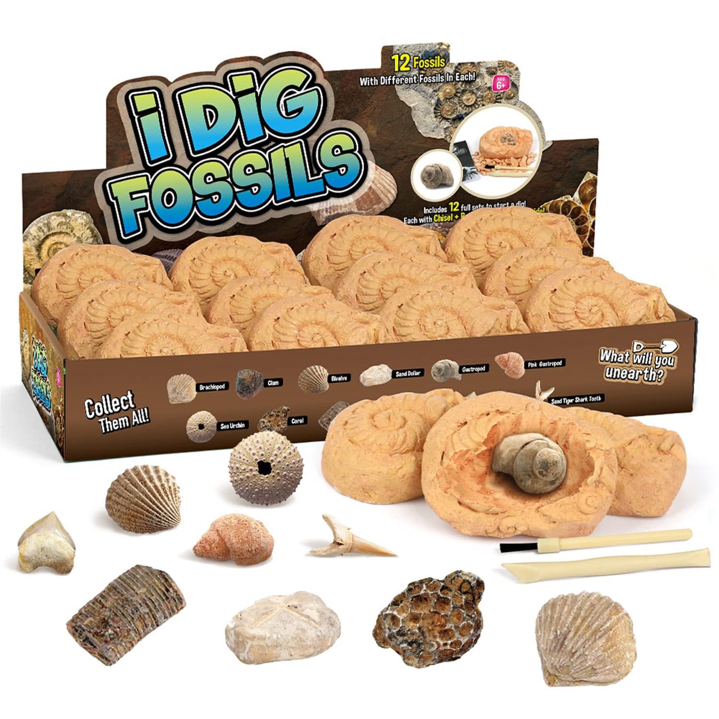Gamerside Fossil Dig Kit by Byncceh — Educational STEM Toy for Kids 6+ | 12 Real Fossils