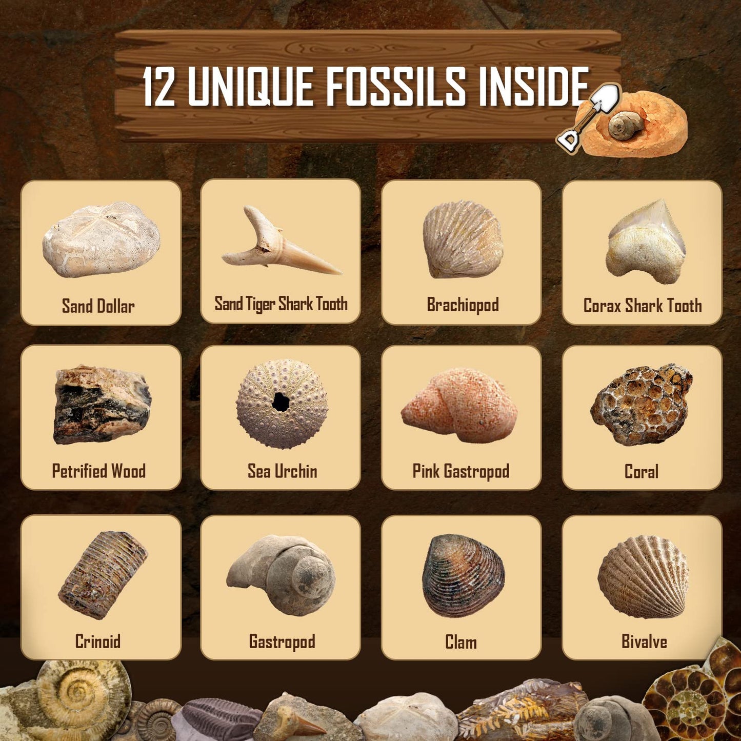 Gamerside Fossil Dig Kit by Byncceh — Educational STEM Toy for Kids 6+ | 12 Real Fossils