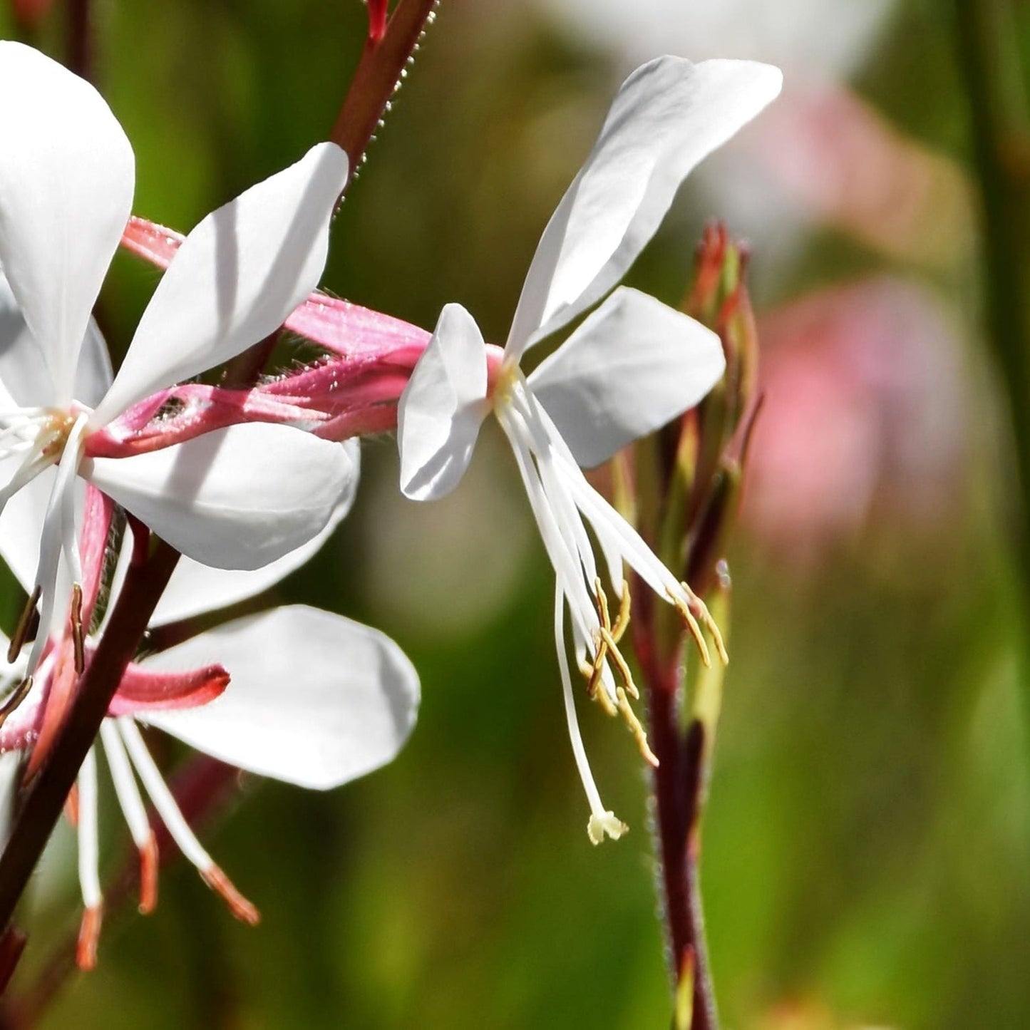Gaura 'Whirling Butterflies' 9cm/2L