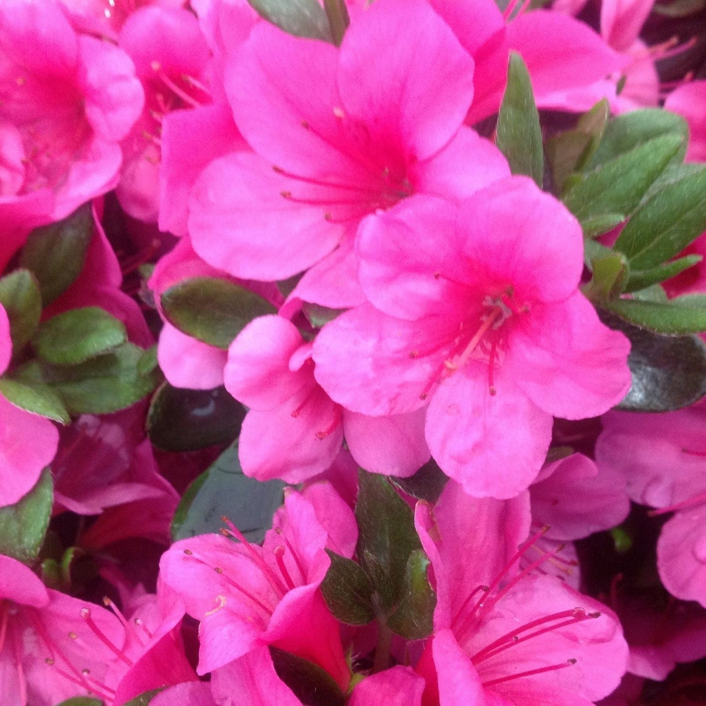 Azalea 'Conny' 1.5L/2L/10L