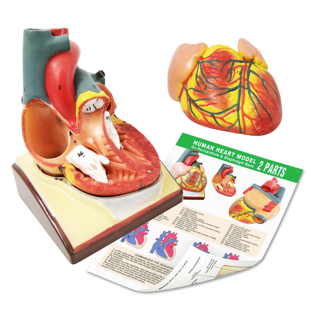 Generies Life Size Heart Model – 2-Part 1:1 Anatomical Heart with Diaphragm & Pericardium Base