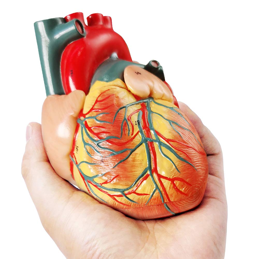 Generies Life Size Heart Model – 2-Part 1:1 Anatomical Heart with Diaphragm & Pericardium Base
