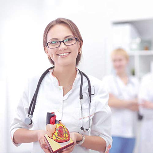 Generies Life Size Heart Model – 2-Part 1:1 Anatomical Heart with Diaphragm & Pericardium Base