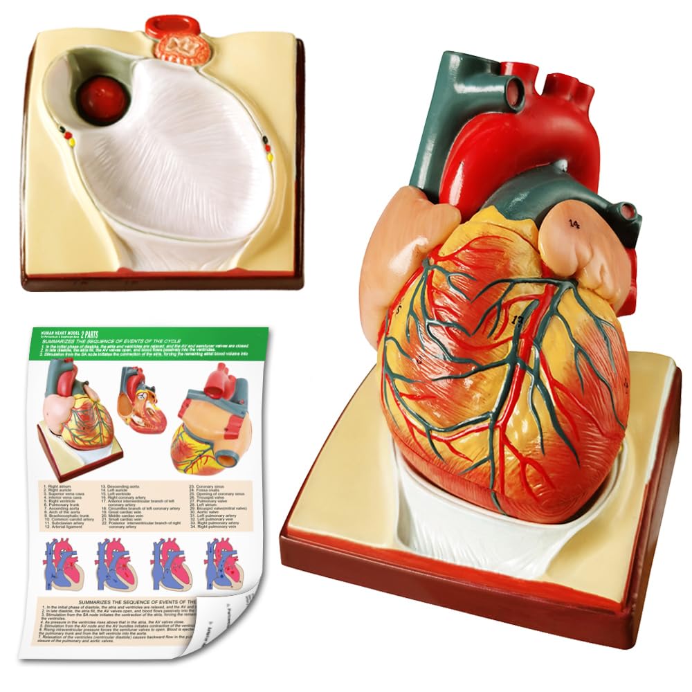 Generies Life Size Heart Model – 2-Part 1:1 Anatomical Heart with Diaphragm & Pericardium Base