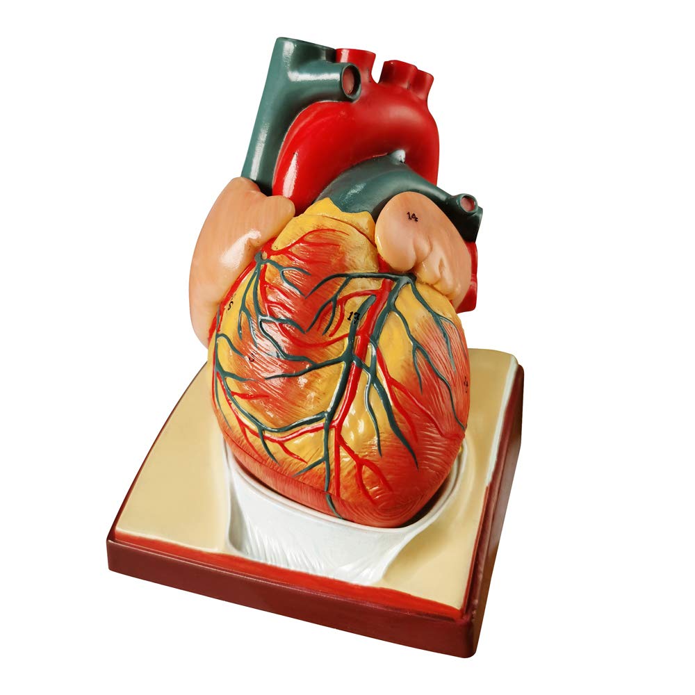 Generies Life Size Heart Model – 2-Part 1:1 Anatomical Heart with Diaphragm & Pericardium Base
