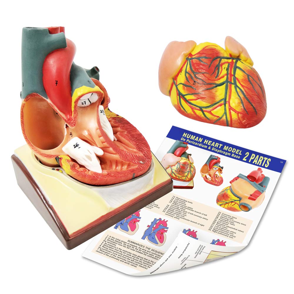 Generies Life Size Heart Model – 2-Part 1:1 Anatomical Heart with Diaphragm & Pericardium Base