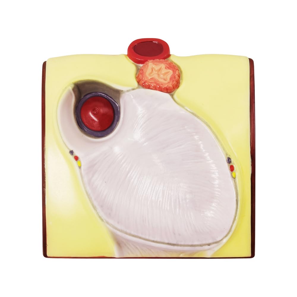 Generies Life Size Heart Model – 2-Part 1:1 Anatomical Heart with Diaphragm & Pericardium Base