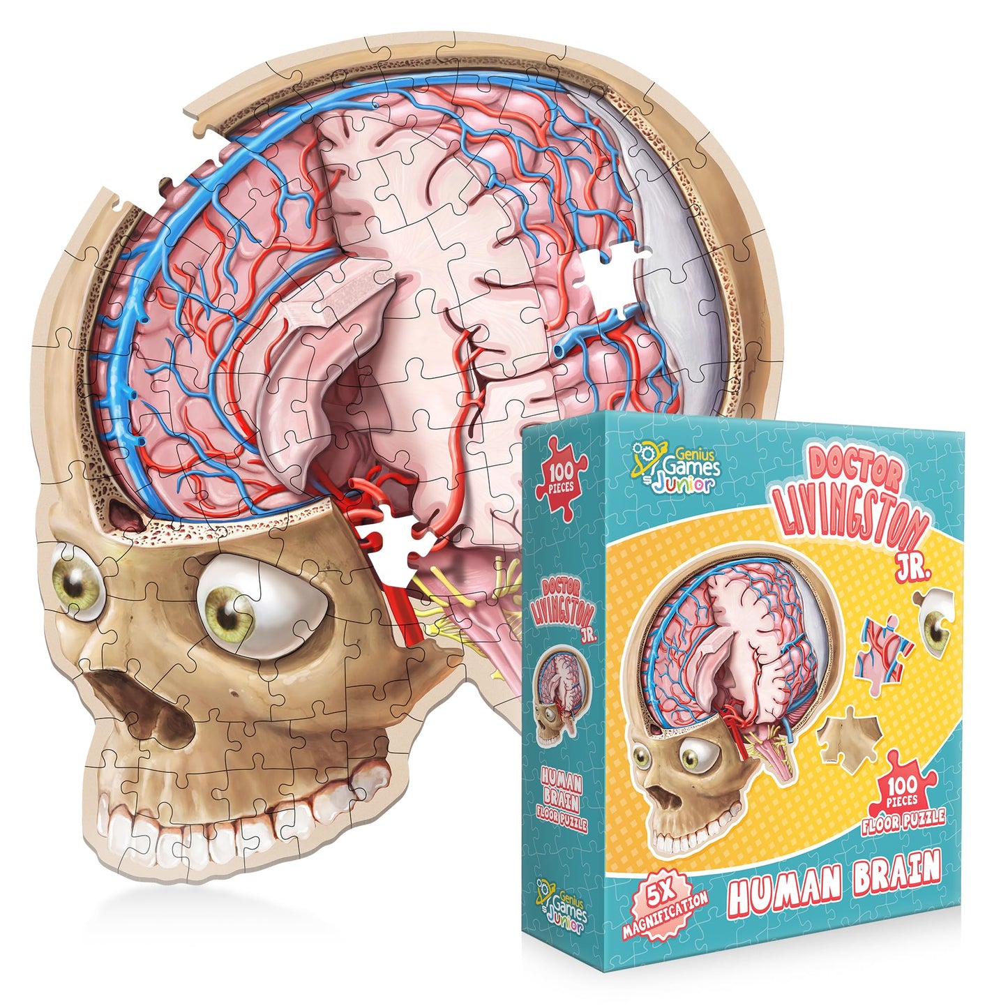 Genius Games Human Brain Floor Puzzle | Doctor Livingston Jr Anatomy Model – 100-Piece Brain Jigsaw for STEM Learning