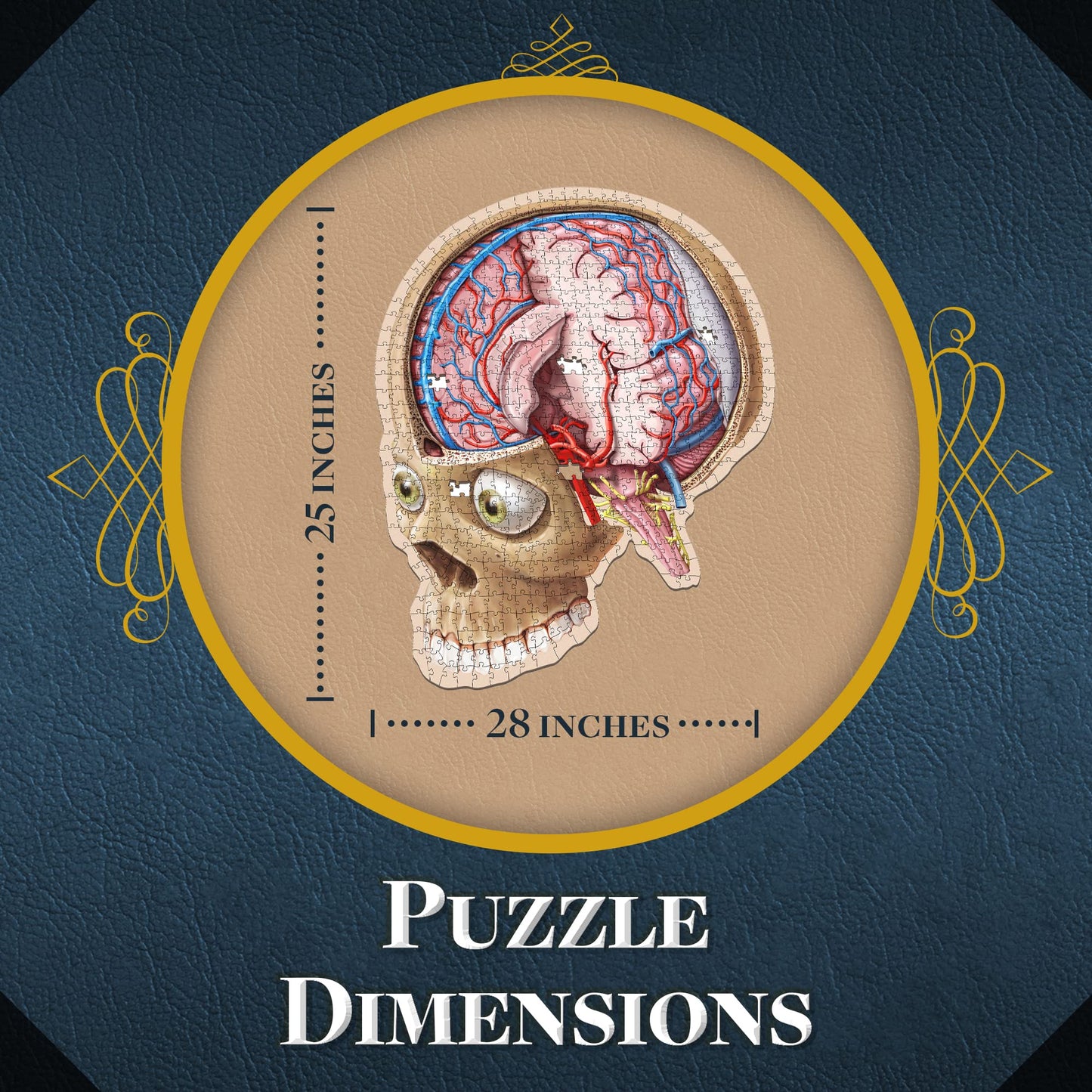 Genius Games Dr. Livingston's Brain Anatomy Puzzle — Medically Accurate Brain Jigsaw for Teens & Adults