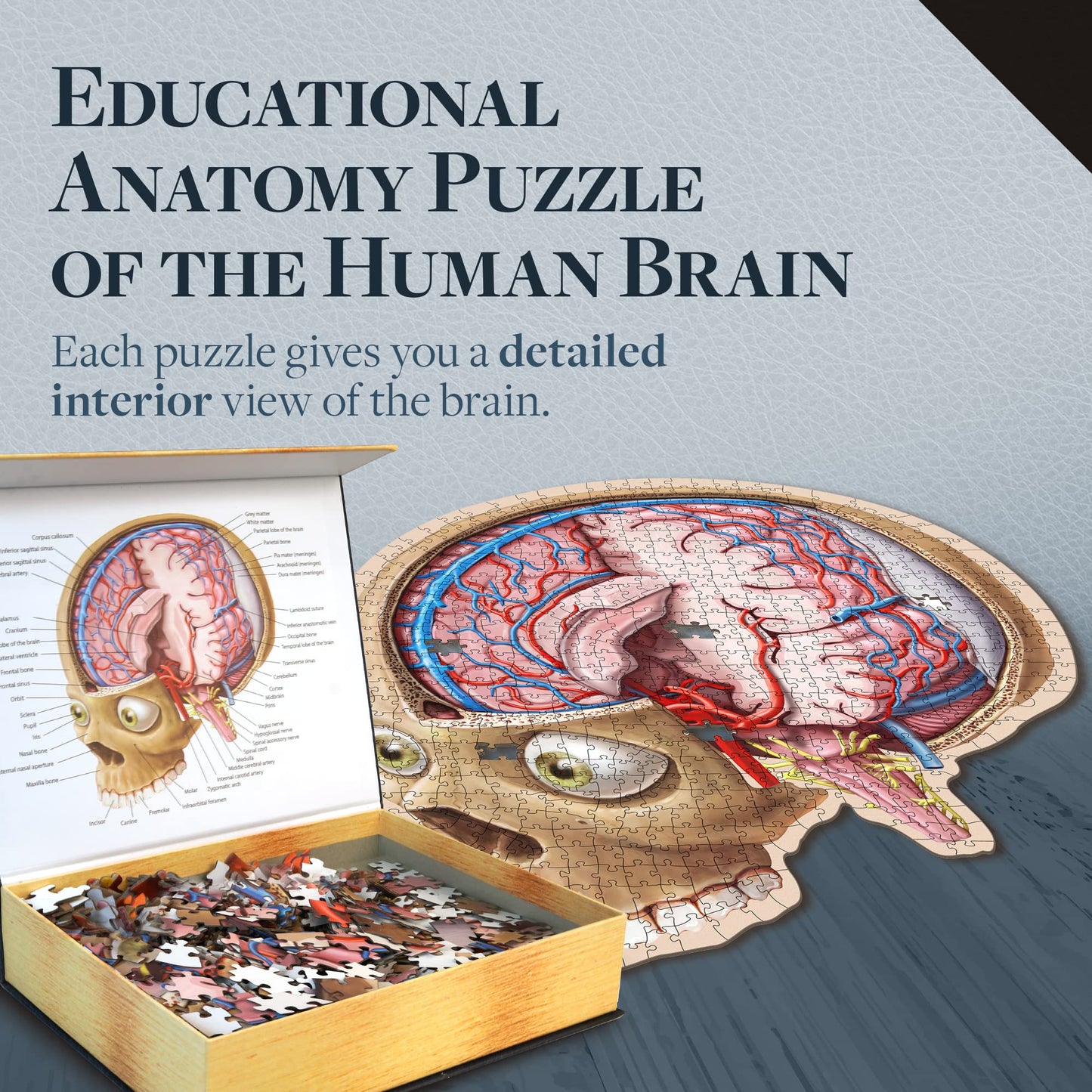 Genius Games Dr. Livingston's Brain Anatomy Puzzle — Medically Accurate Brain Jigsaw for Teens & Adults