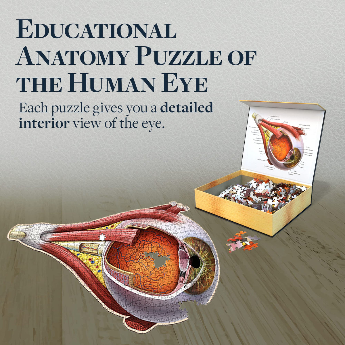 Dr. Livingston's Eye Anatomy Puzzle | Genius Games – Medically Accurate Eye Jigsaw for Students, Nurses & Doctors