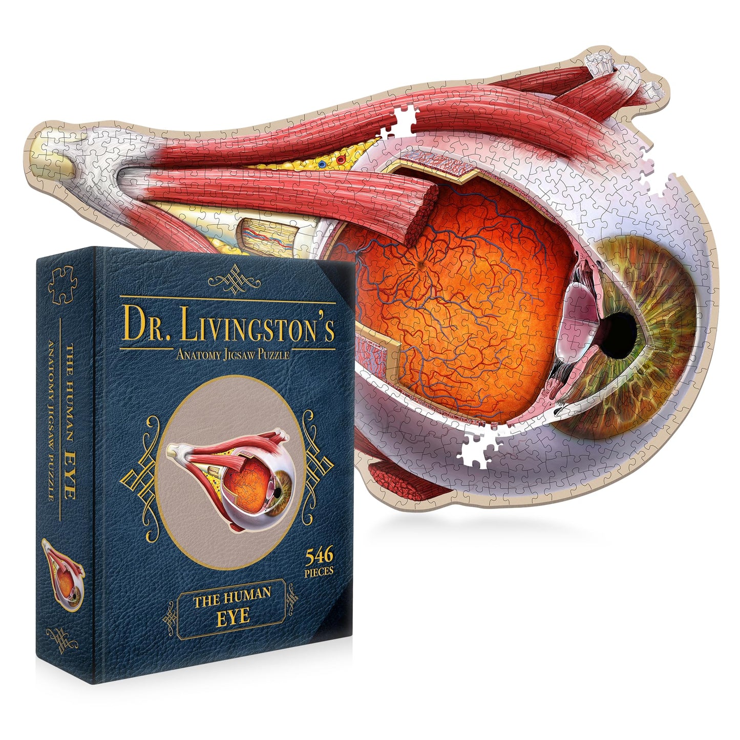Dr. Livingston's Eye Anatomy Puzzle | Genius Games – Medically Accurate Eye Jigsaw for Students, Nurses & Doctors