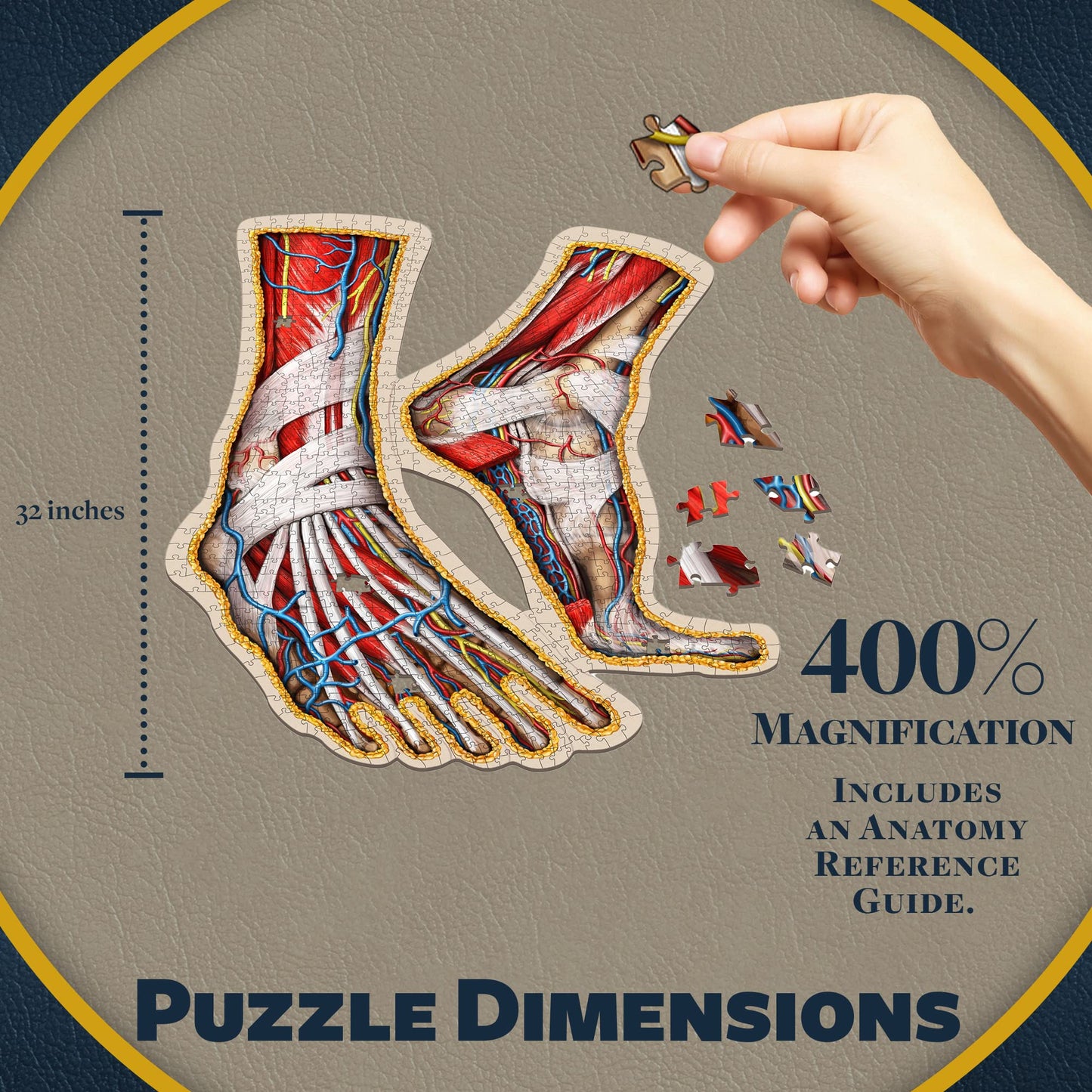 Dr. Livingston's Human Feet Anatomy Puzzle — Medically Accurate Jigsaw by Genius Games