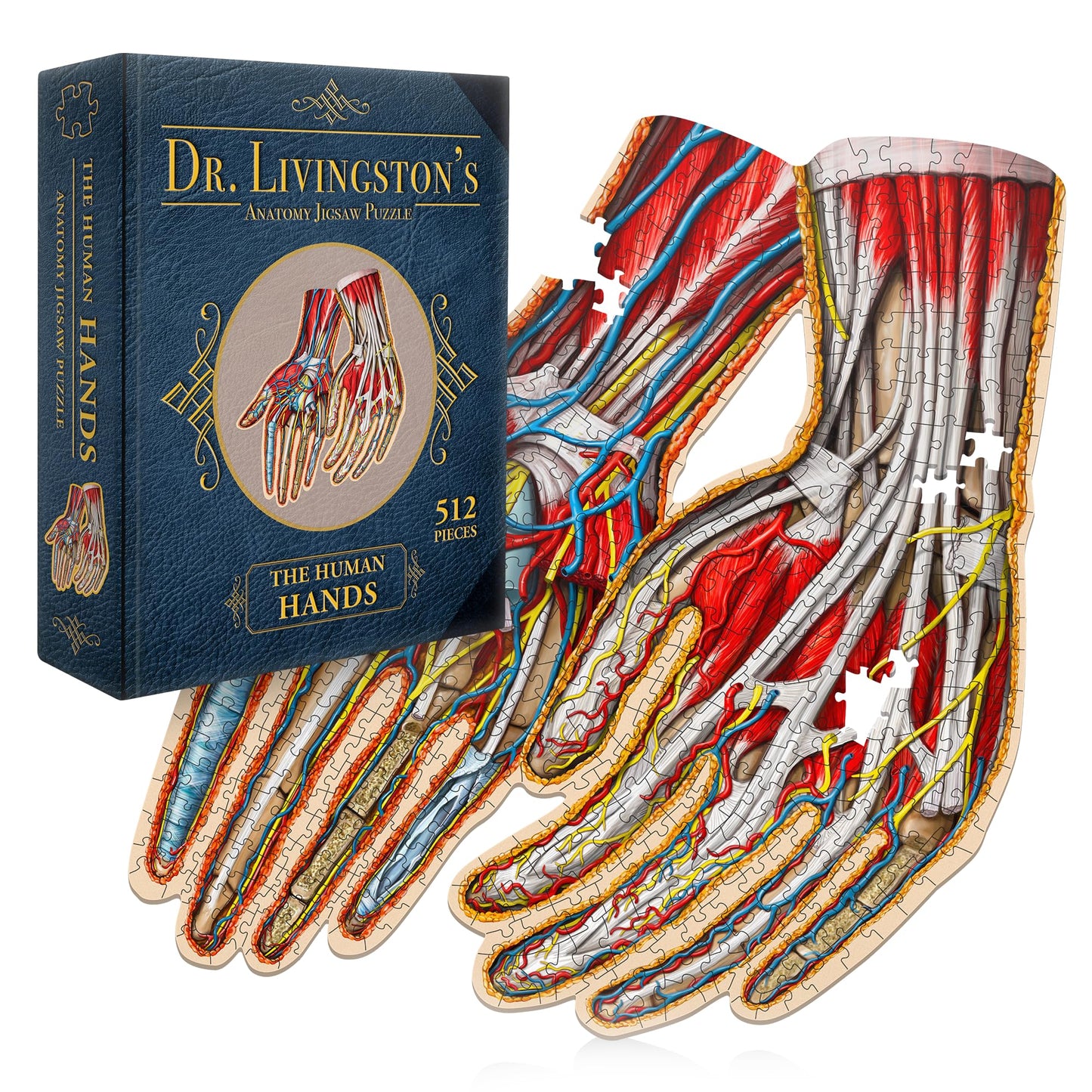 Genius Games Dr. Livingston's Hands Anatomy Puzzle – Educational Hand Model