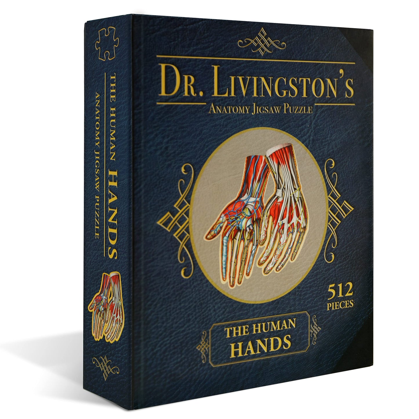 Genius Games Dr. Livingston's Hands Anatomy Puzzle – Educational Hand Model