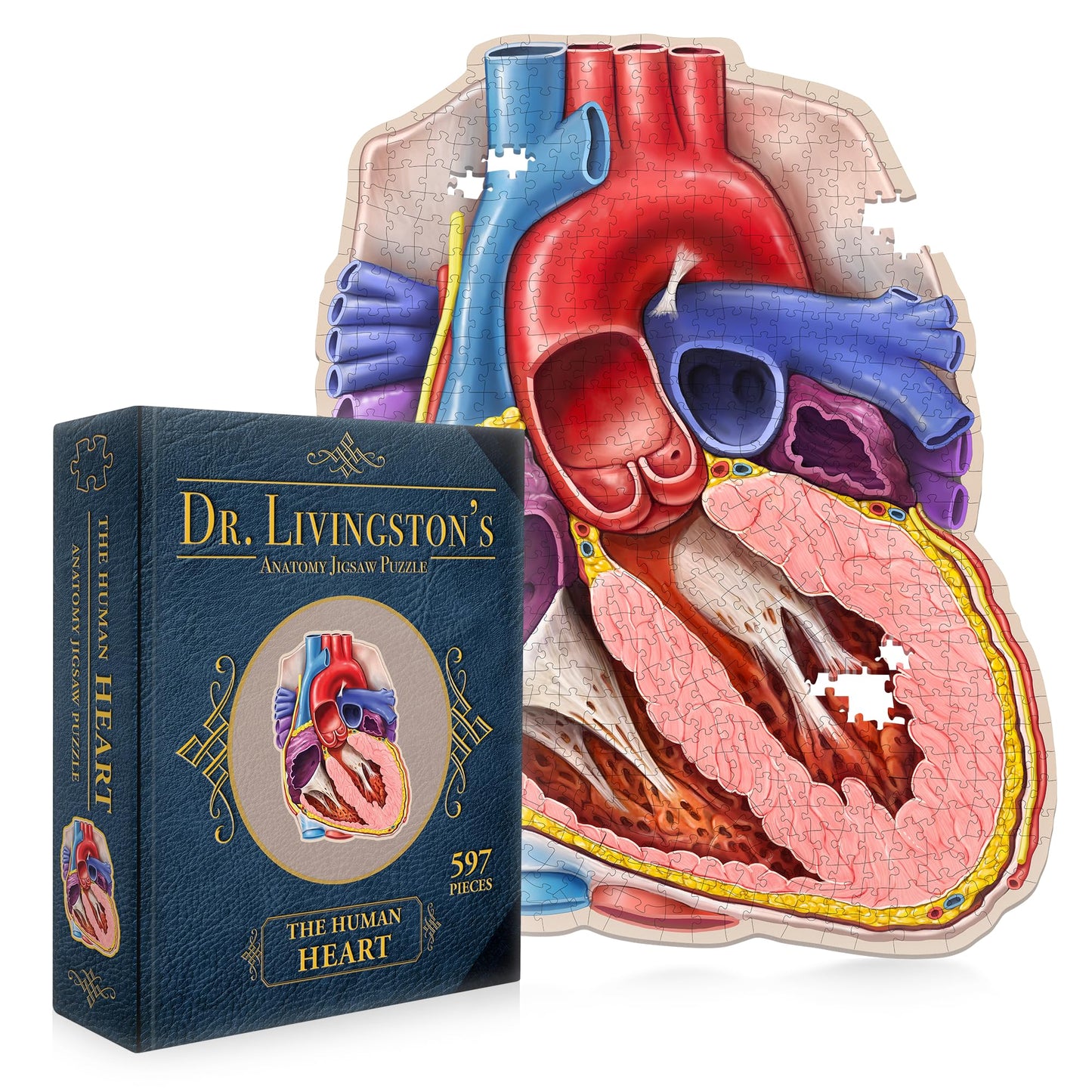 Genius Games Dr. Livingston's Human Heart Anatomy Puzzle – Medically Accurate Heart Jigsaw for Teens & Adults