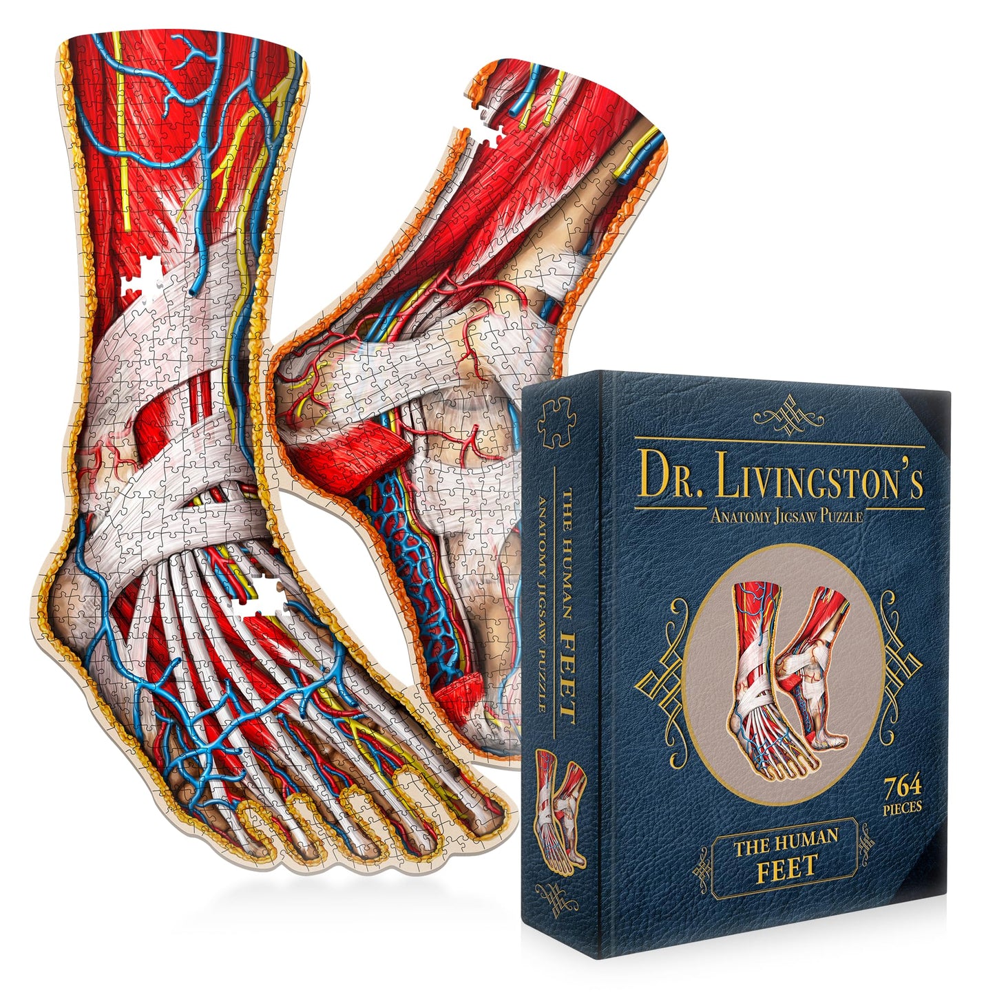Dr. Livingston's Human Feet Anatomy Puzzle — Medically Accurate Jigsaw by Genius Games