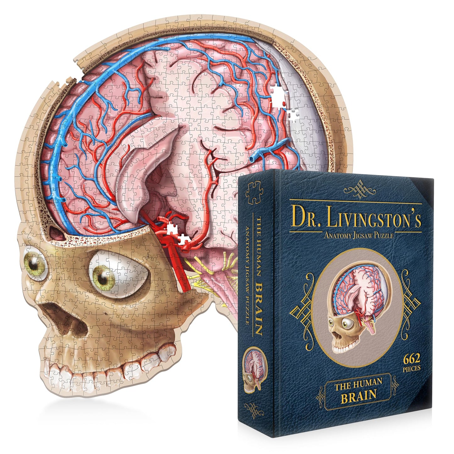 Genius Games Dr. Livingston's Brain Anatomy Puzzle — Medically Accurate Brain Jigsaw for Teens & Adults
